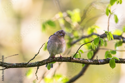 Chaffinch sitting and looking on a branch