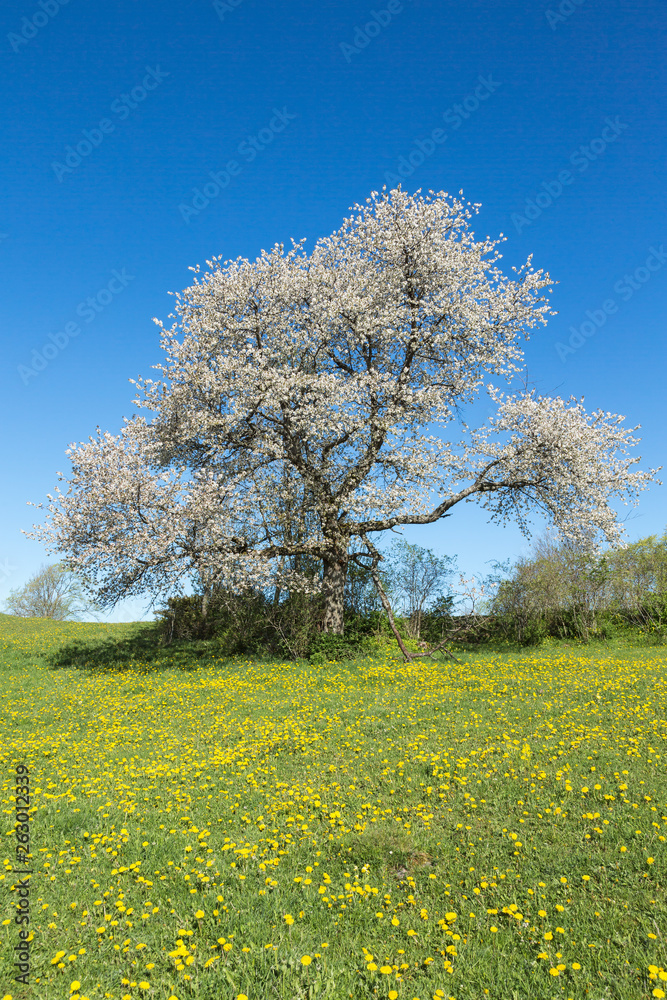 Flowering dandelion meadow and a cherry tree blooming