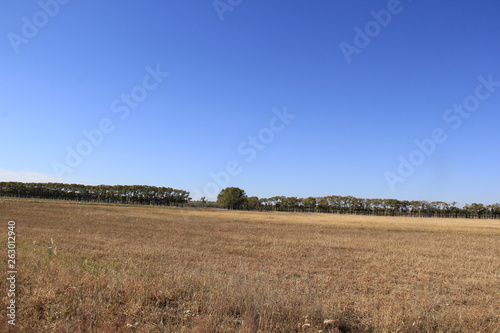 field and blue sky