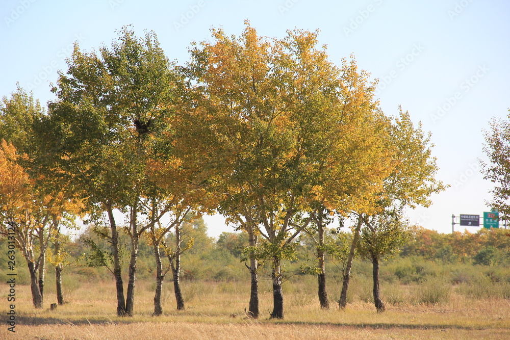 tree in autumn