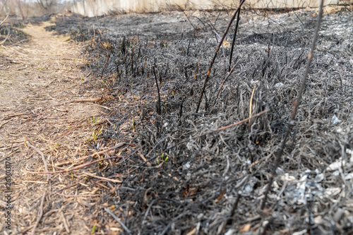 pathway in the forest after the fire, a small burnt tree, burnt grass in early spring or autumn