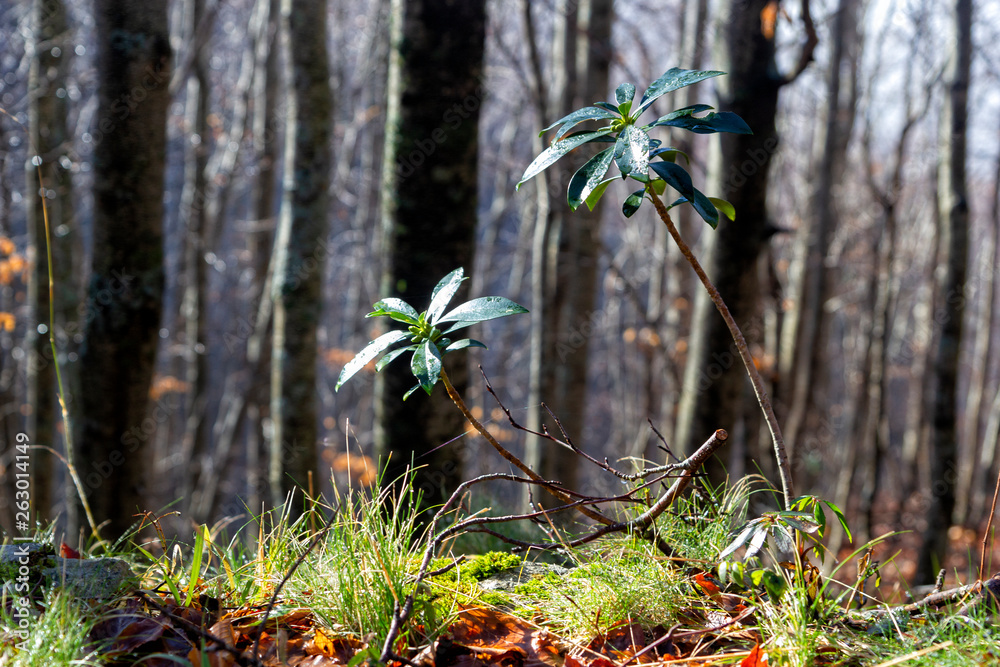 Fototapeta premium plants in the forest in autumn