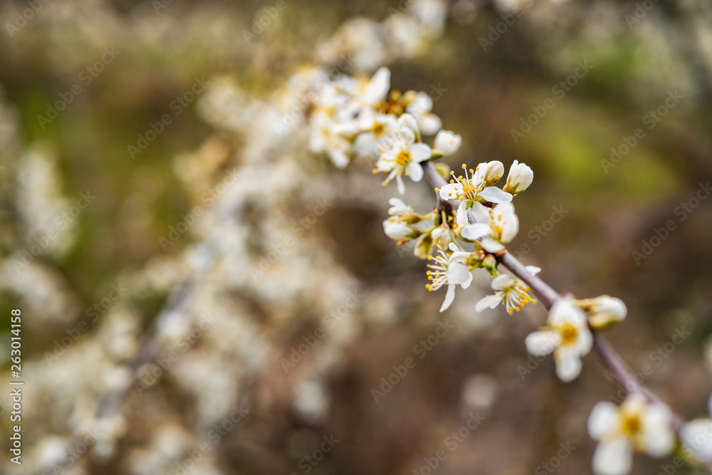Branches of blossoming tree outdoors. Whites flowers Branches of blossoming tree outdoors. Whites flowers