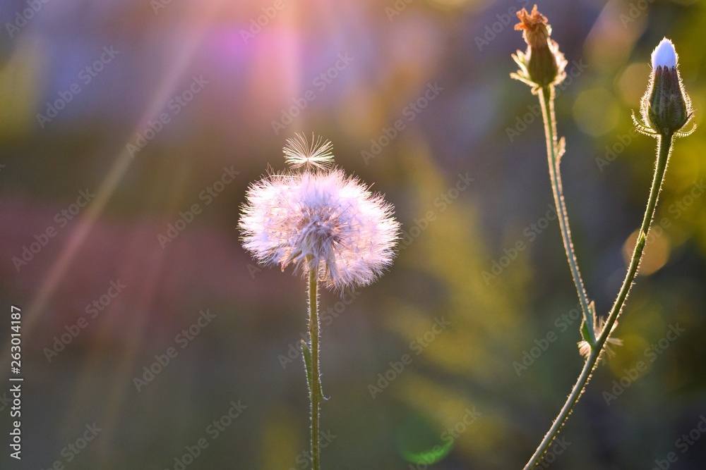 Beautiful dandelion flower with puffy seeds on blurred background with sun rays, selective focus. Spring time concept with blooming dandelion and sunset light on backdrop. Summer flower 