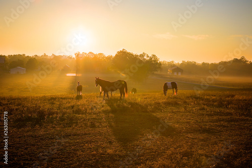 Fototapeta Naklejka Na Ścianę i Meble -  Sunrise Over Horses