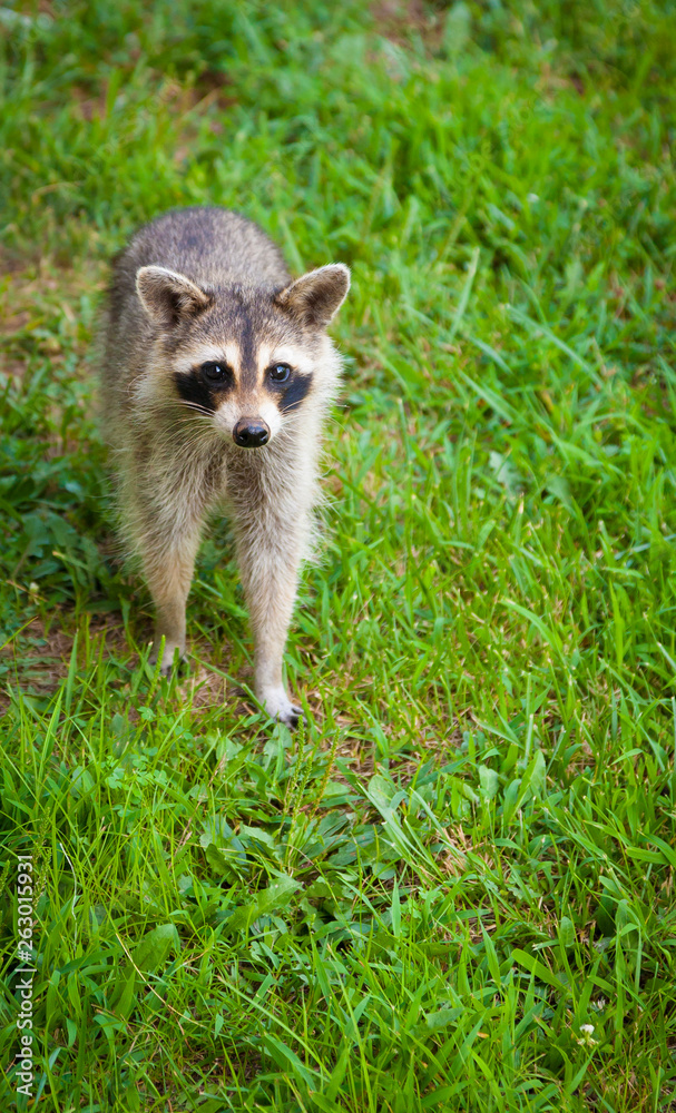 Obraz premium Young Raccoon