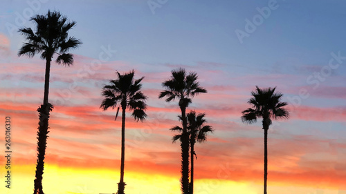 Colourful sunset over palm trees in Barcelona