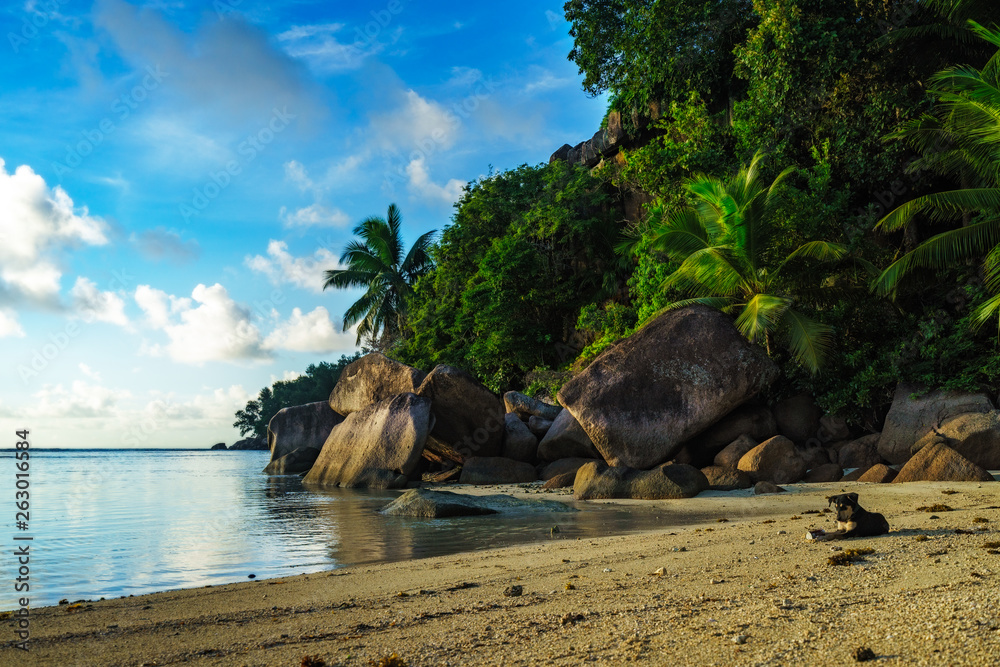 Fototapeta premium dog at a beautiful paradise beachwith palms and granite rocks on the seychelles