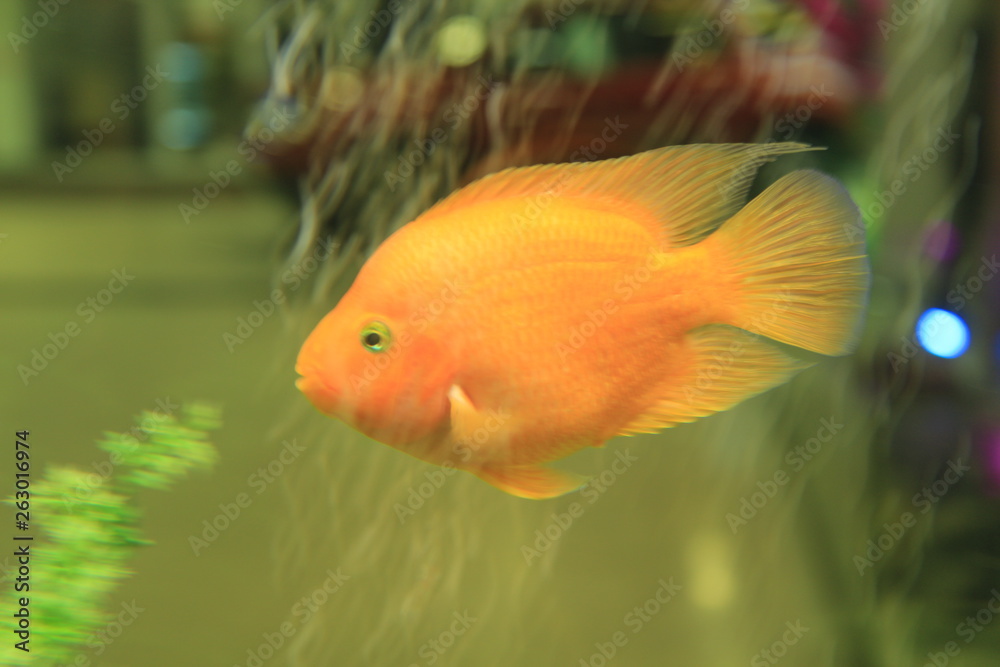fish in aquarium fish in aquarium