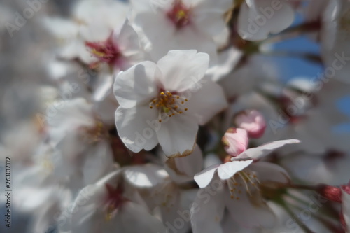 桜1 © deidei
