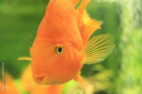 fish in aquarium