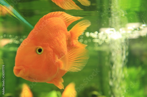 fish in aquarium