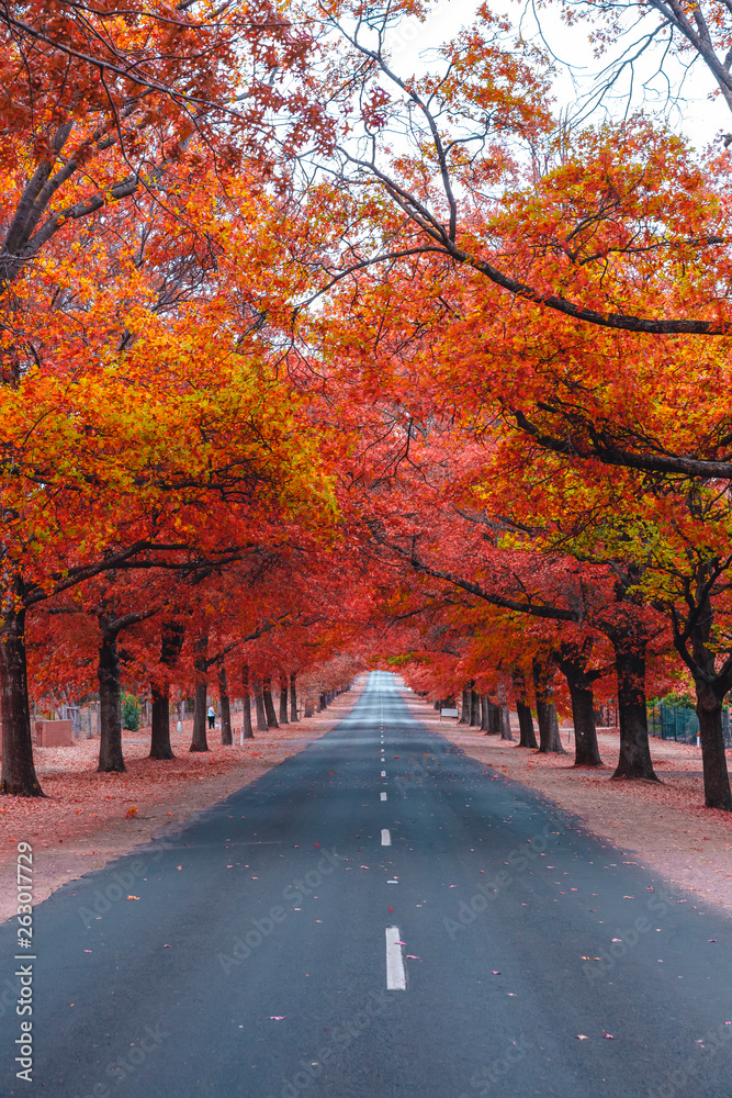 Beautiful Trees in Autumn Lining Streets in Town