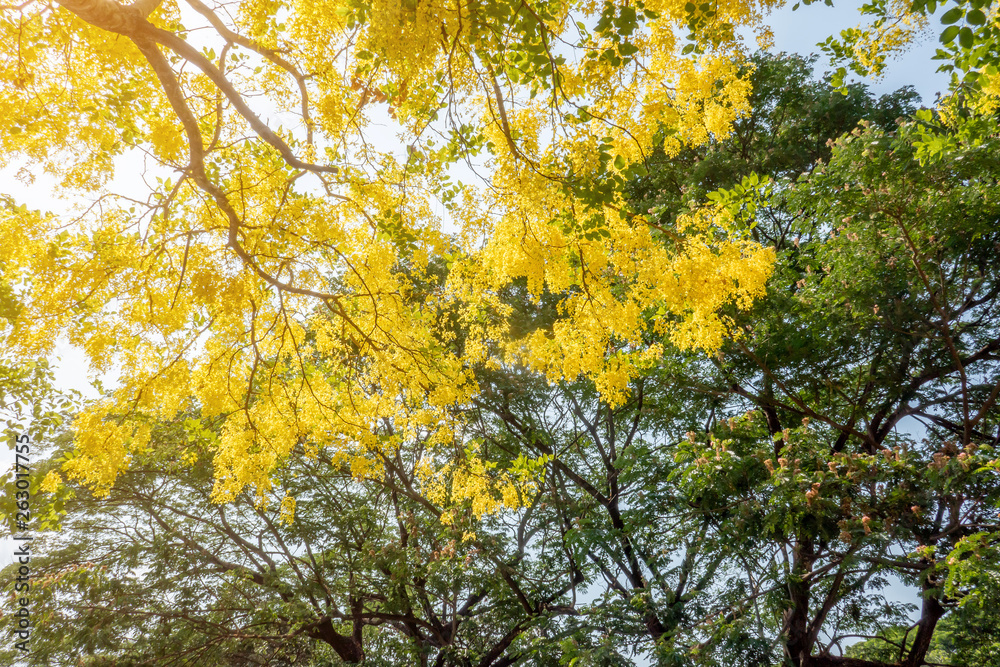 The blossom yellow Cassia Fistula trees in the afternoon with the natural sun light in the summer sky. 