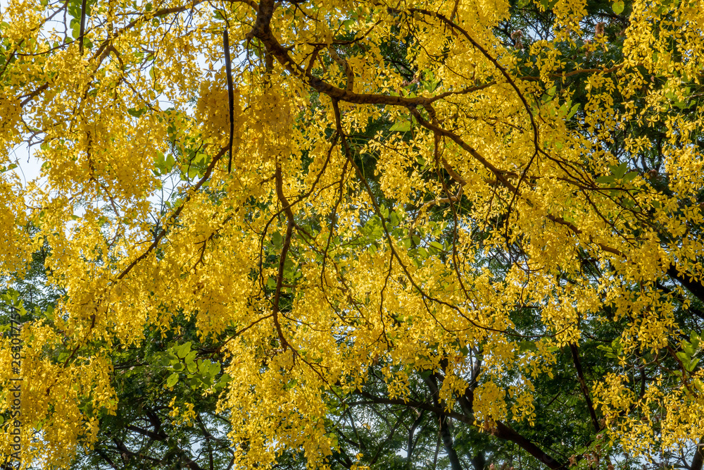 The blossom yellow Cassia Fistula trees in the afternoon with the natural sun light in the summer sky. 