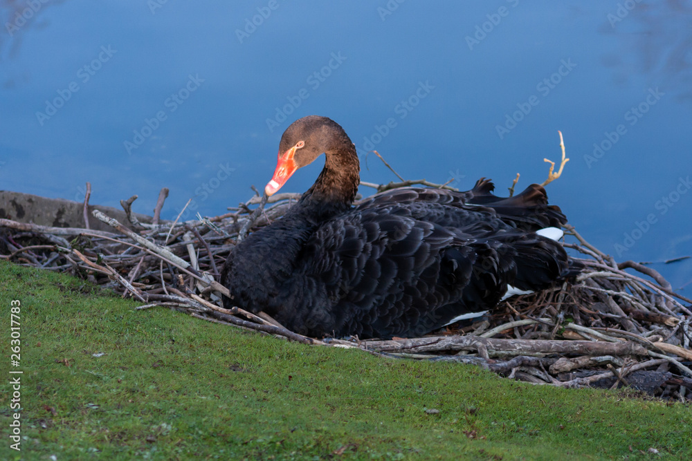 Fototapeta premium Schwarzer Trauerschwan schläft auf seinem Gelege im Sonnenschein