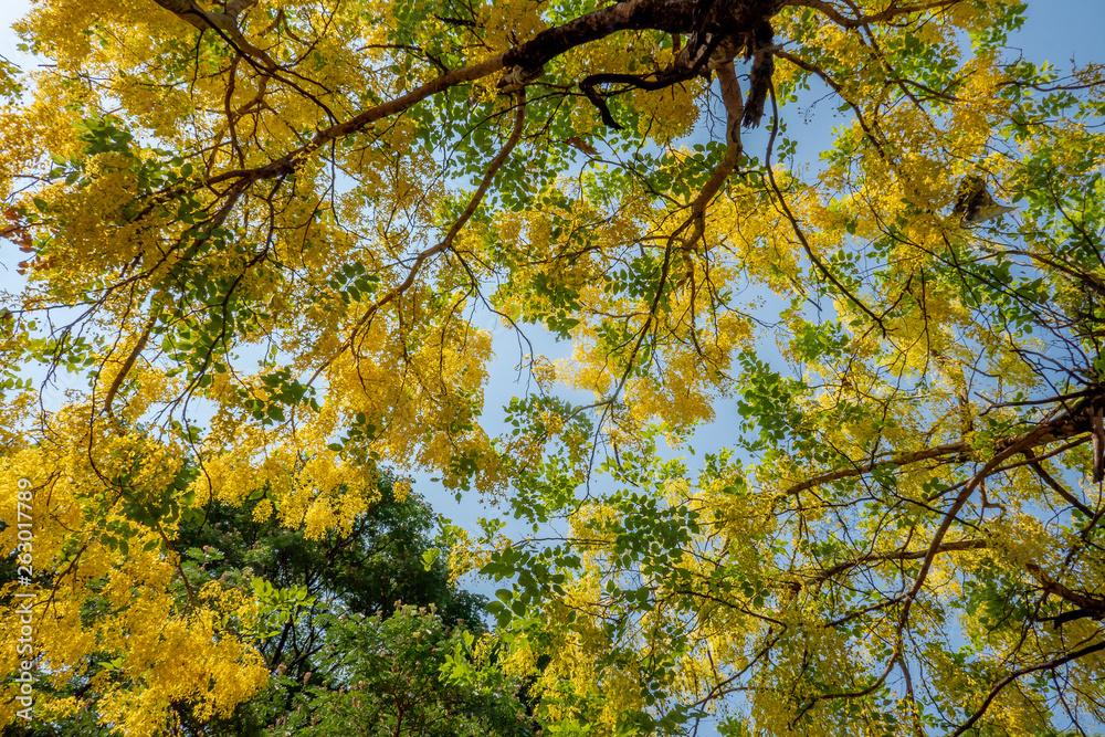 The blossom yellow Cassia Fistula trees in the afternoon with the natural sun light in the summer sky. 