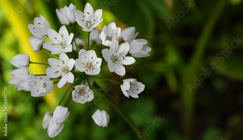 allium neapolitanum close up flower for background. photo