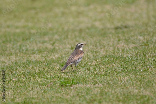 Thrush of a wild bird taken in Japan © sido