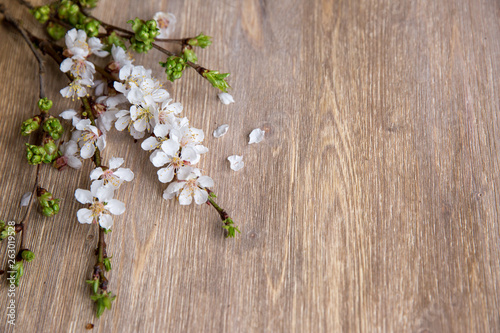 white branch blossom flowers on wooden background