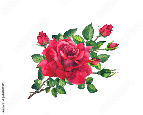 Red rose twig with flowers  leaves  buds. Floral watercolor blooming