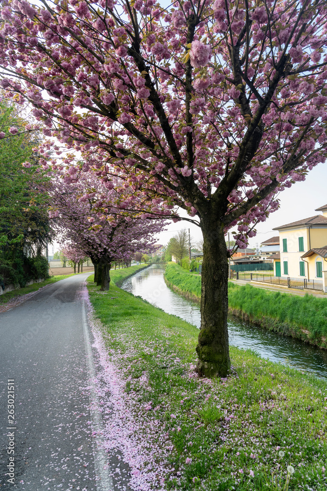 Trees with pink flowers along Naviglio Pavese