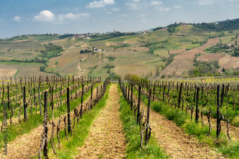 Obraz premium Vineyards of Oltrepo Pavese in April
