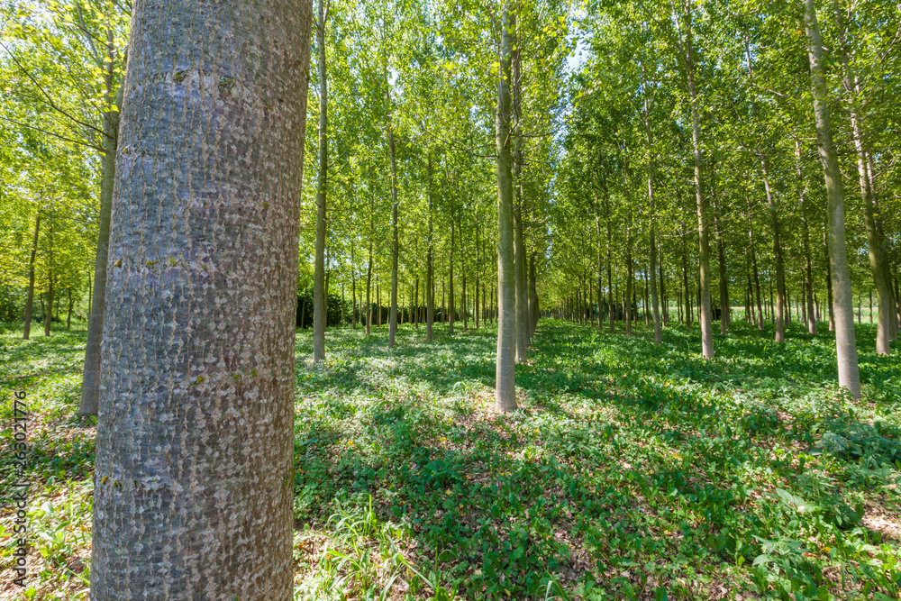 Fototapeta premium Natural park of the Sile river in Italy