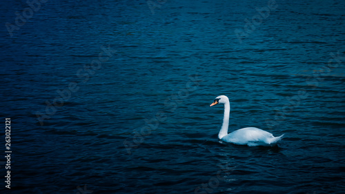 the swan is swimming in the pond © Igor
