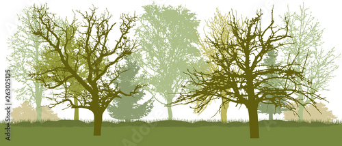 Bare trees, early spring park. Vector illustration.