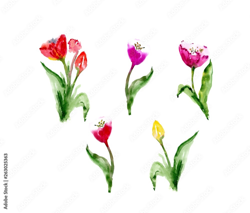 Watercolor floral tulip backgraund. Isolated spring illustration.