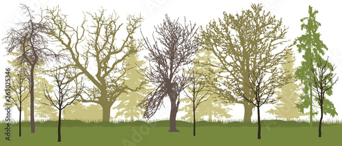 Spring park (bare trees) silhouette. Vector illustration.