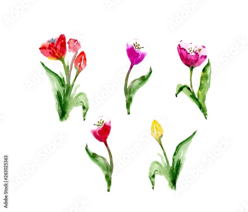 Watercolor floral tulip backgraund. Isolated spring illustration.