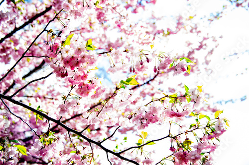 Beautiful flowering branches of Japanese cherry  Sakura 