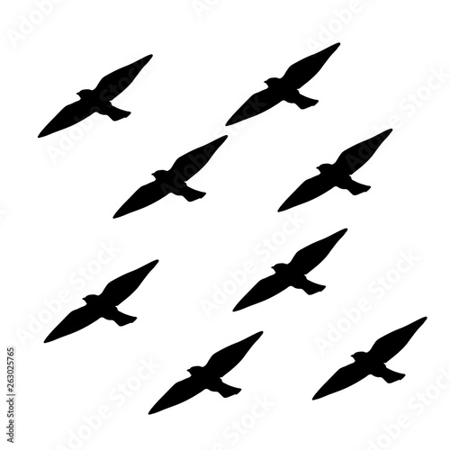 Pattern graphic of black animals. Group birds vector background 