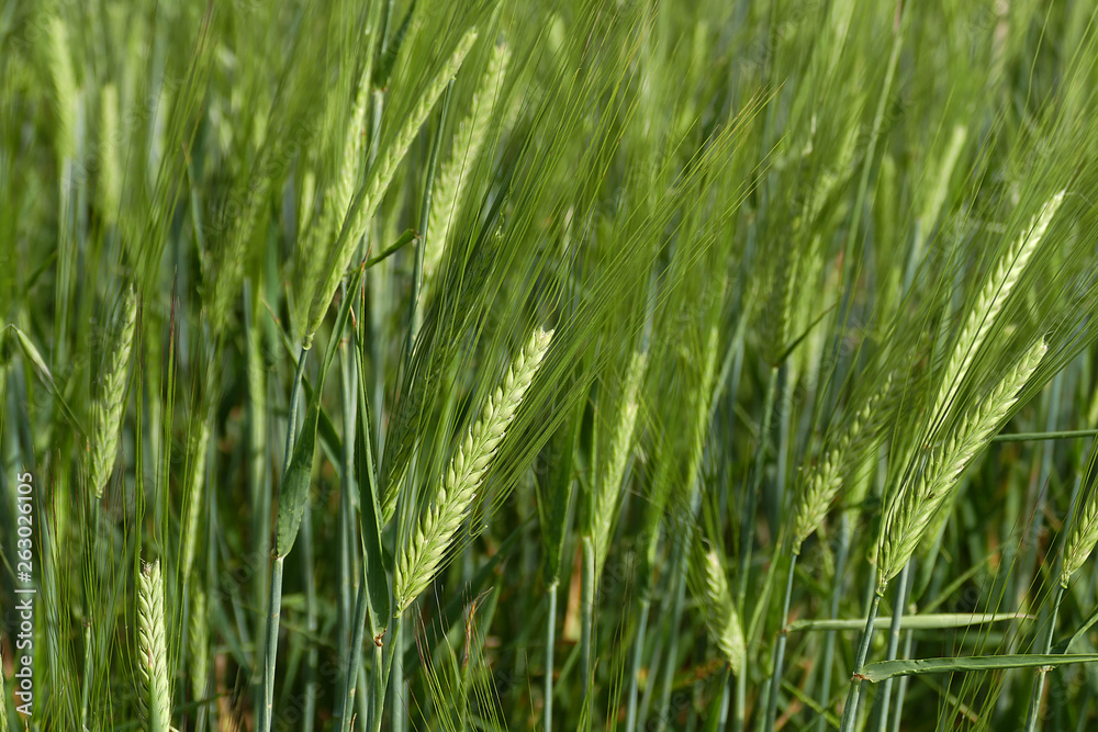 barley plant, green barley spike, barley yet unripe spike,
