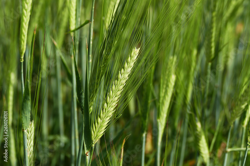barley plant  green barley spike  barley yet unripe spike 