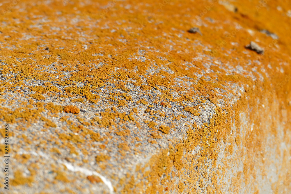 mossy large rocks, close-up, yellow moss, moss on stone,