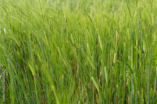 barley plant  green barley spike  barley yet unripe spike 