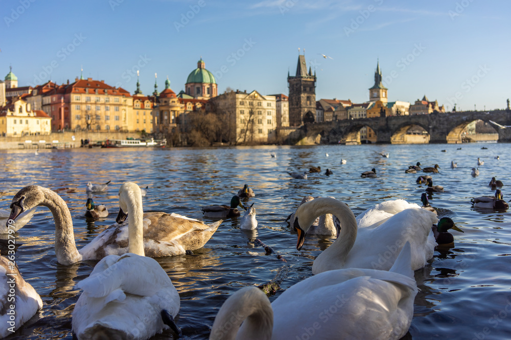 Φωτογραφία Prague, Czech Republic - Mart 2019: people watch swans in Prague on the river ne