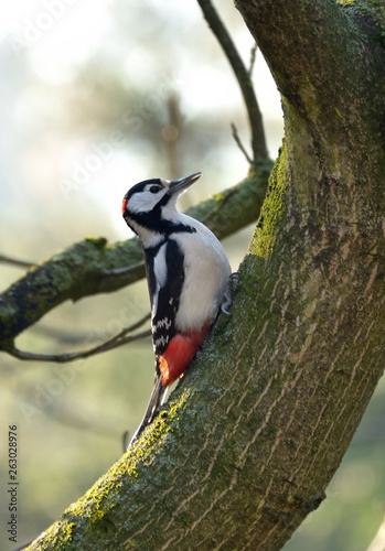 Great Spotted Woodpecker (Dendrocopos Major) Somwhere in Poland.