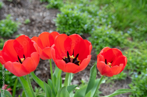Red Tulips with shallow depth of field on a spring morning.