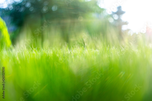 Fototapeta Naklejka Na Ścianę i Meble -  Green grass soft focus macro photo