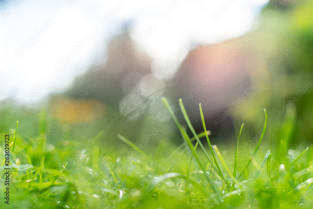 Fotografie Green grass soft focus macro photo