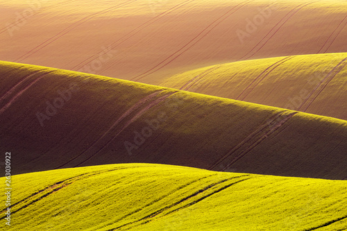 Rural spring agriculture texture background. Green waves hills in South Moravia, Czech Republic during sunset. Green fields landscape.