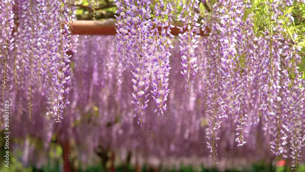 Spring flowers series, beautiful wisteria trellis waving in the wind