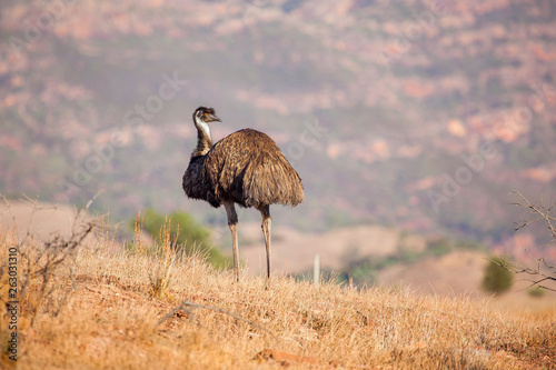 An emu stands along with the Flinders Ranges as it's backdrop. Flinders Ranges National Park, South Australia, Australia. photo