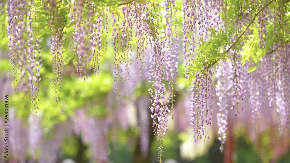 Spring flowers series, beautiful wisteria trellis waving in the wind
