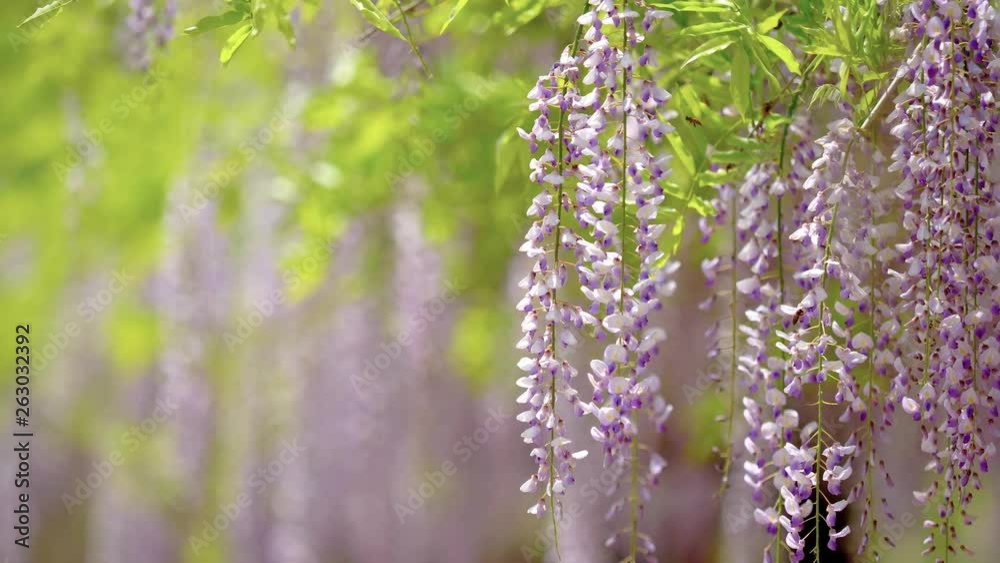Spring flowers series, beautiful wisteria trellis waving in the wind