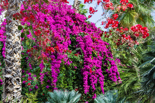 Fototapeta Naklejka Na Ścianę i Meble -  piękny ogród z egzotycznymi kwiatami